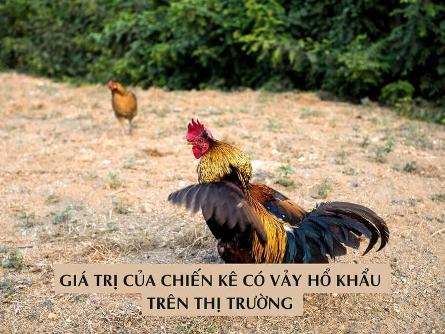 Giá Trị Của Chiến Kê Có Vảy Hổ Khẩu Trên Thị Trường 
