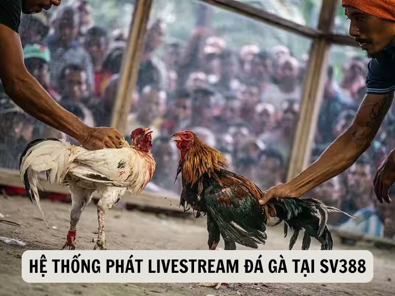 Hệ Thống Phát Livestream Đá Gà Tại SV388