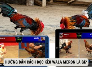 Hướng Dẫn Cách Đọc Kèo Wala Meron Là Gì