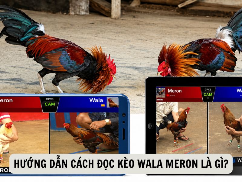 Hướng Dẫn Cách Đọc Kèo Wala Meron Là Gì