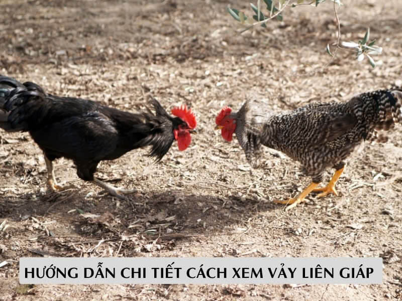 Hướng Dẫn Chi Tiết Cách Xem Vảy Liên Giáp