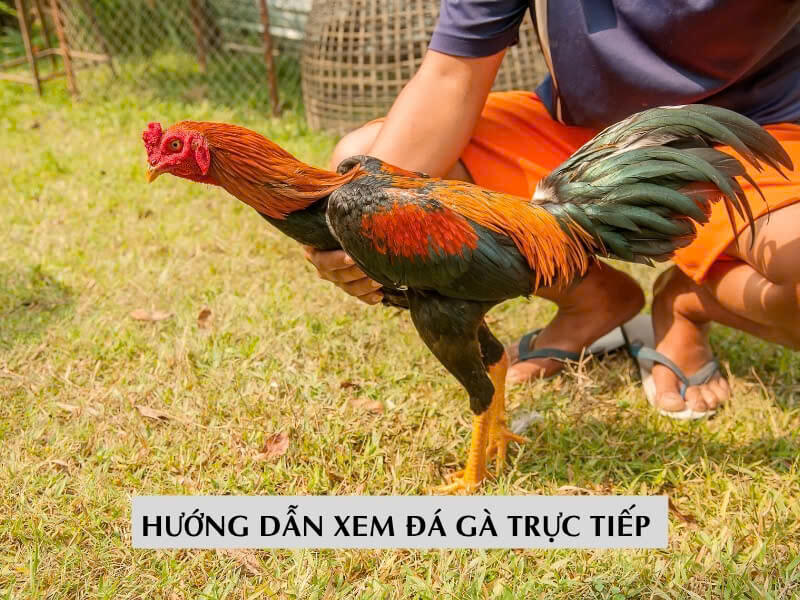 Hướng Dẫn Xem Đá Gà Trực Tiếp Cho Người Mới 