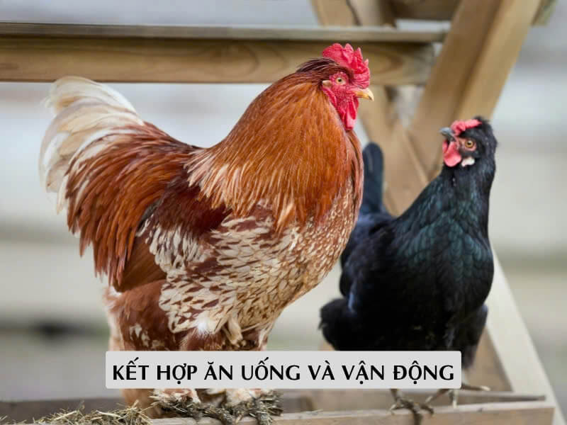 Kết Hợp Ăn Uống Và Vận Động