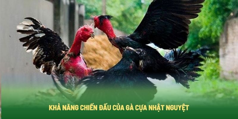 Chiến kê cựa nhật nguyệt sở hữu khả năng chiến đấu mạnh m