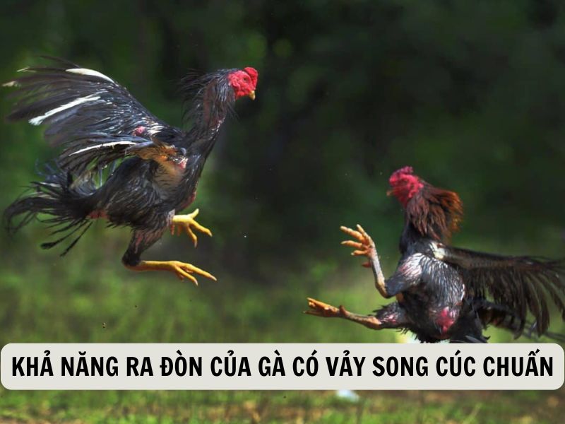 Khả Năng Ra Đòn Của Gà Có Vảy Song Cúc Chuẩn
