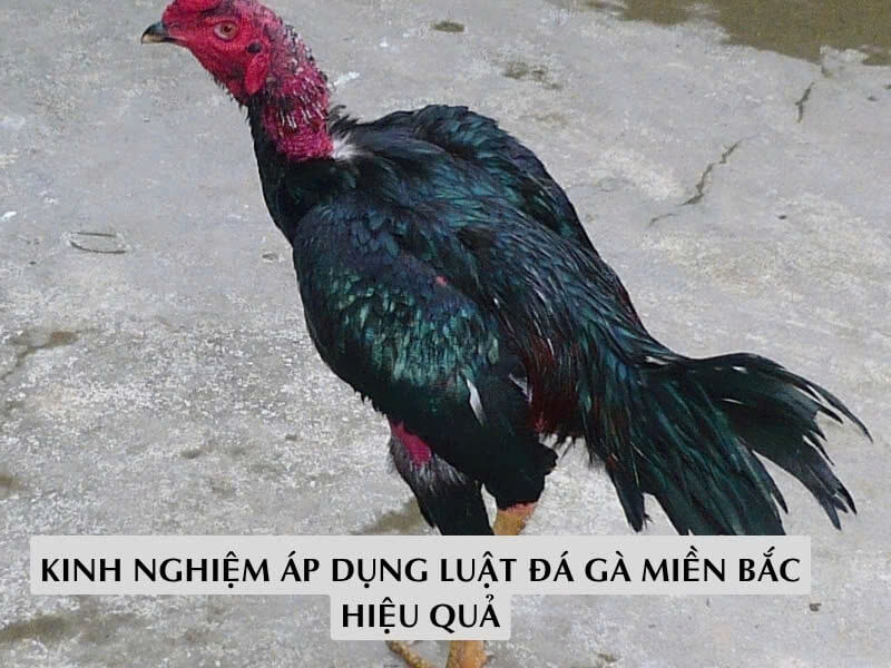 Kinh Nghiệm Áp Dụng Luật Đá Gà Miền Bắc Hiệu Quả