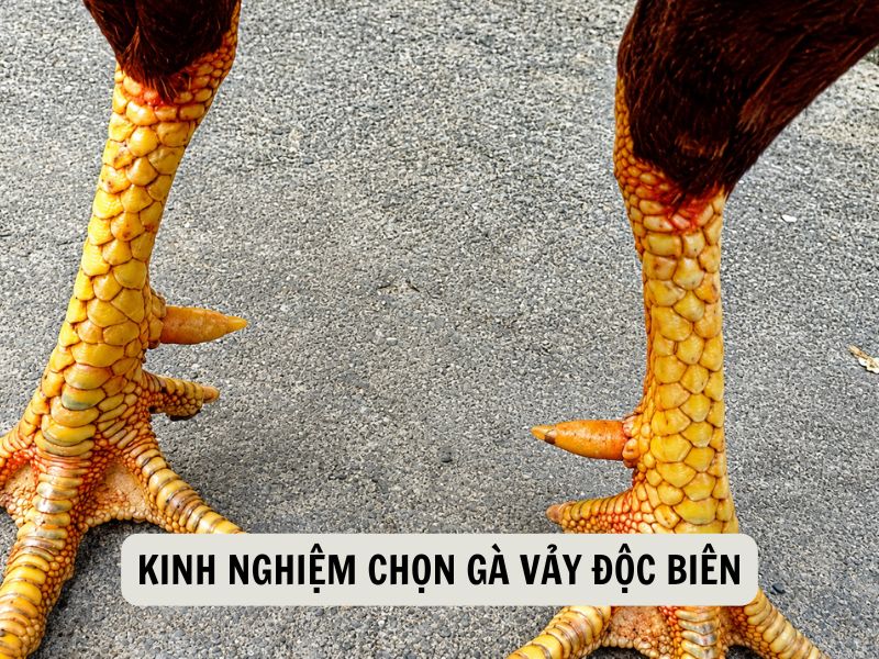 Kinh Nghiệm Chọn Gà Vảy Độc Biên 