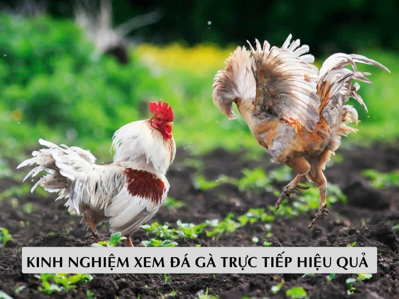 Kinh Nghiệm Xem Đá Gà Trực Tiếp Hiệu Quả 