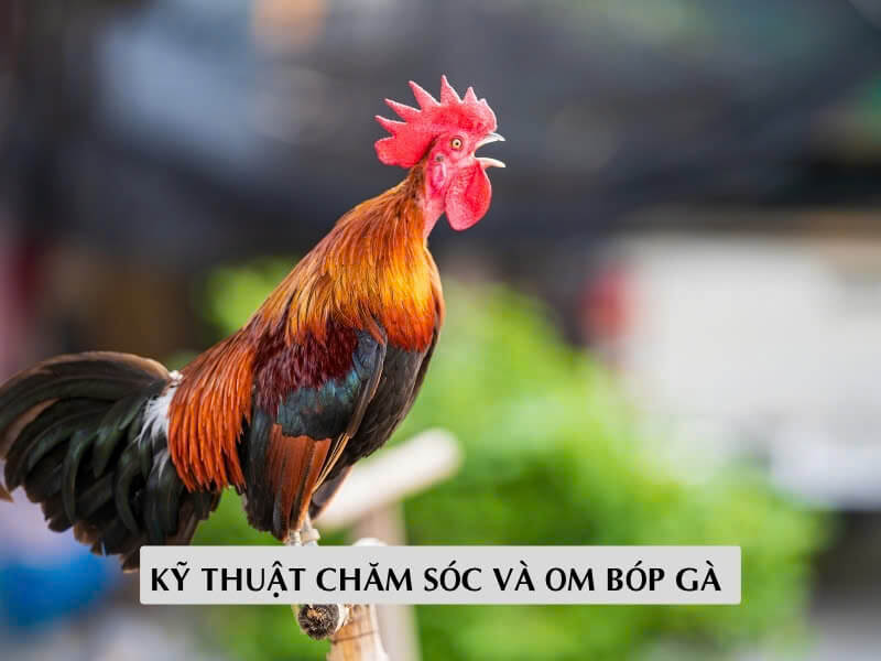 Kỹ Thuật Chăm Sóc Và Om Bóp Gà 