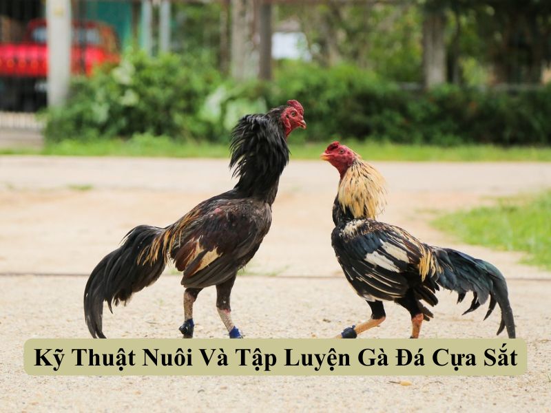 Kỹ Thuật Nuôi Và Tập Luyện Gà Đá Cựa Sắt