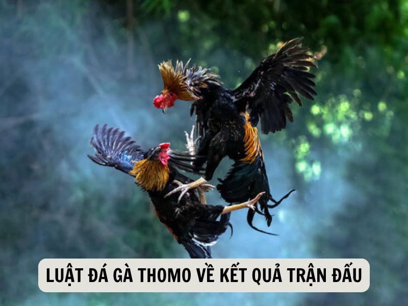 Luật Đá Gà Thomo Về Kết Quả Trận Đấu