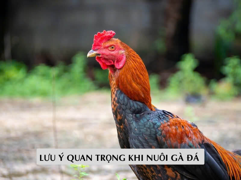 Lưu Ý Quan Trọng Khi Nuôi Gà Đá 
