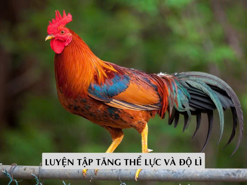 Phương Pháp Luyện Tập Tăng Thể Lực Và Độ Lì 