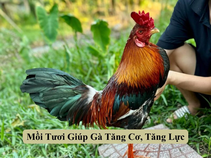 Mồi Tươi Giúp Gà Tăng Cơ, Tăng Lực