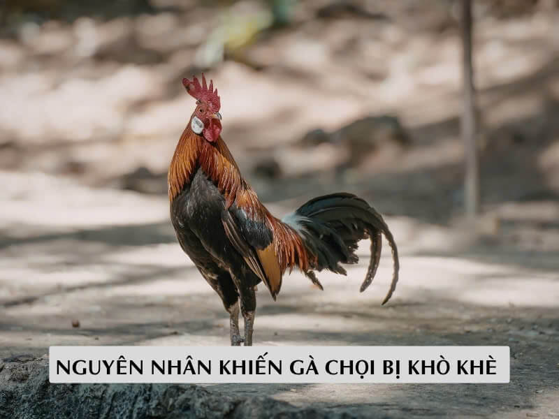 Nguyên Nhân Khiến Gà Chọi Bị Khò Khè 