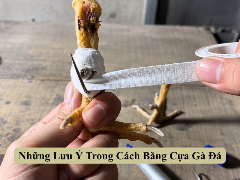 Những Lưu Ý Trong Cách Băng Cựa Gà Đá 