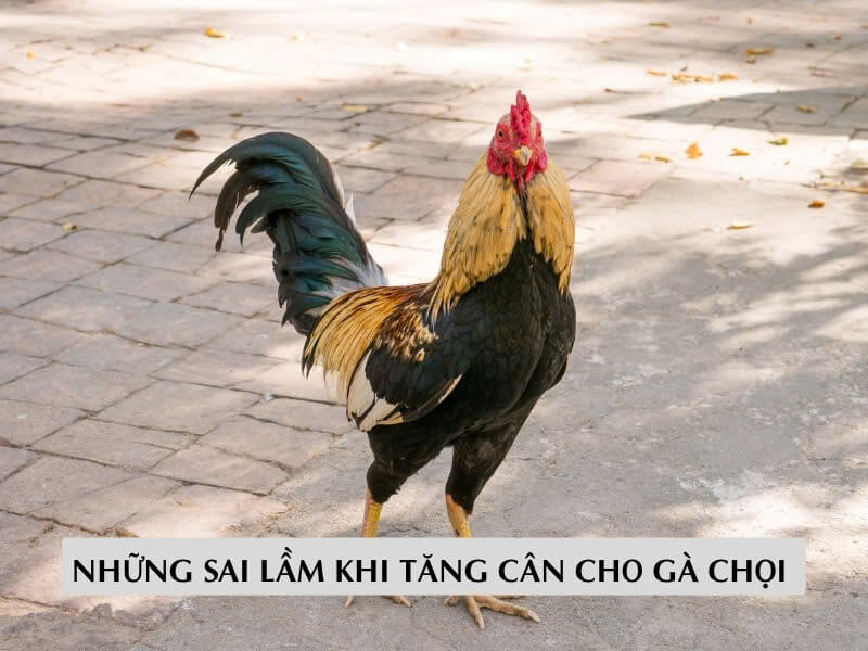 Những Sai Lầm Khi Tăng Cân Cho Gà Chọi 