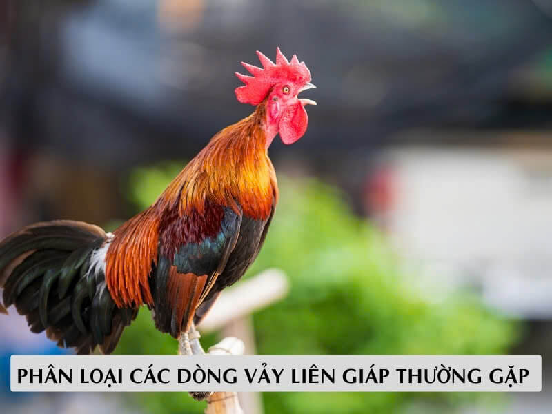 Phân Loại Các Dòng Vảy Liên Giáp Thường Gặp 