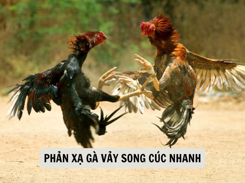 Phản Xạ Gà Vảy Song Cúc Nhanh