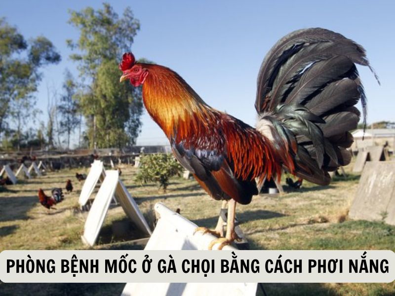 Bổ Sung Dinh Dưỡng Giúp Hạn Chế Bệnh Mốc Ở Gà Chọi