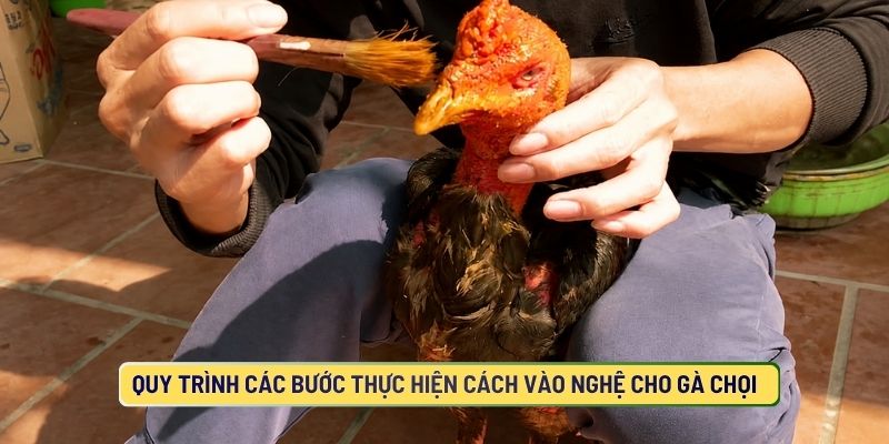 Quy Trình Các Bước Thực Hiện Cách Vào Nghệ Cho Gà Chọi