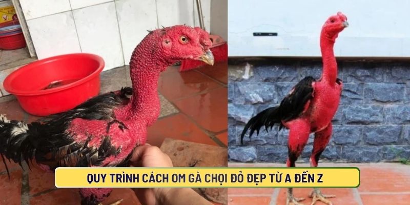 Quy Trình Cách Om Gà Chọi Đỏ Đẹp Từ A Đến Z