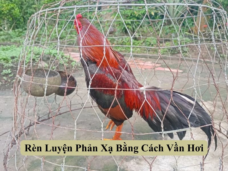 Rèn Luyện Phản Xạ Bằng Cách Vần Hơi
