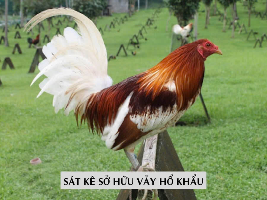 Sát Kê Sở Hữu Vảy Hổ Khẩu