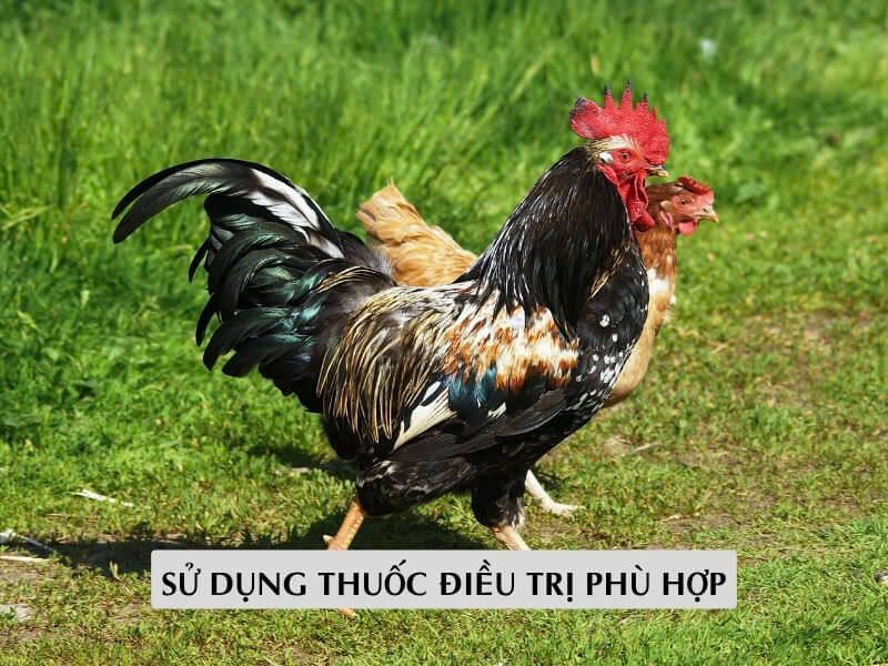 Sử Dụng Thuốc Điều Trị Phù Hợp