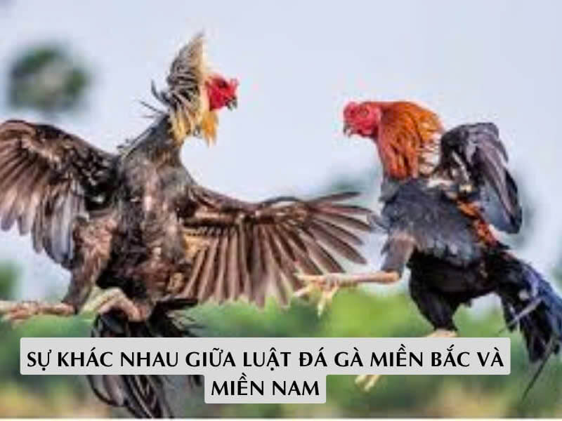 Sự Khác Nhau Giữa Luật Đá Gà Miền Bắc Và Miền Nam
