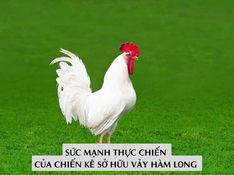 Sức Mạnh Thực Chiến Của Chiến Kê Sở Hữu Vảy Hàm Long 