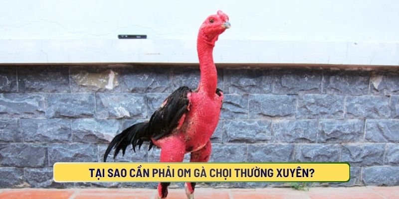 Tại Sao Cần Phải Om Gà Chọi Thường Xuyên?