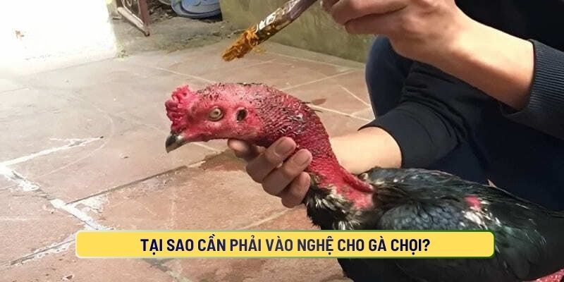 Tại Sao Cần Phải Vào Nghệ Cho Gà Chọi?
