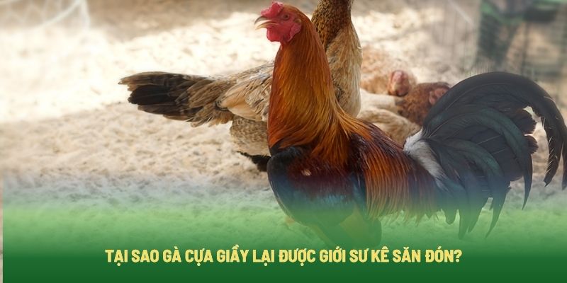 Lý do gà cựa giầy được nhiều sư kê quan tâm