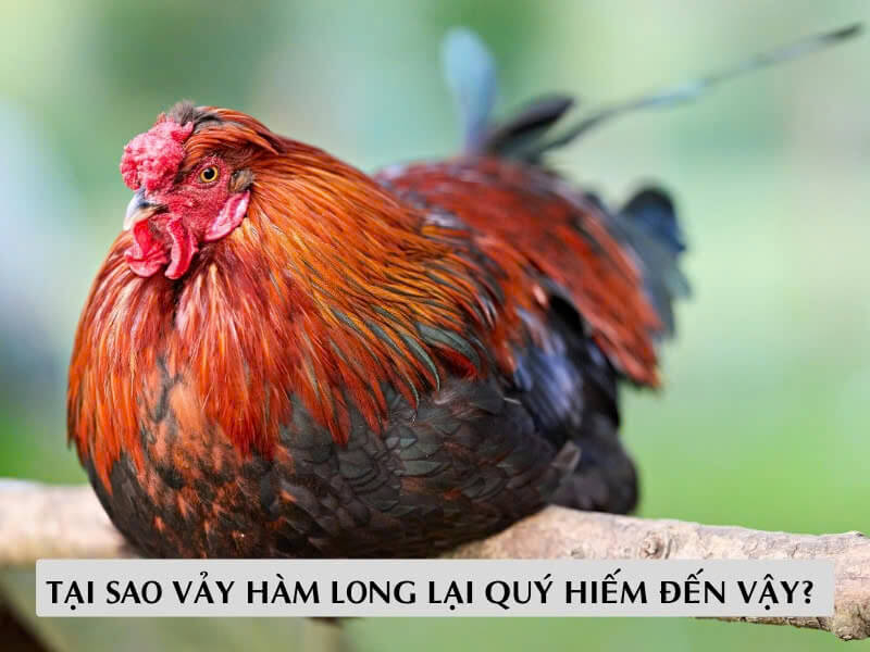 Tại Sao Vảy Hàm Long Lại Quý Hiếm Đến Vậy? 