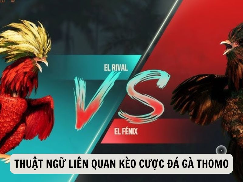 Thuật Ngữ Liên Quan Kèo Cược Đá Gà Thomo