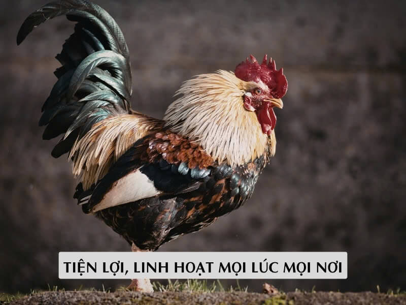 Tiện Lợi, Linh Hoạt Mọi Lúc Mọi Nơi
