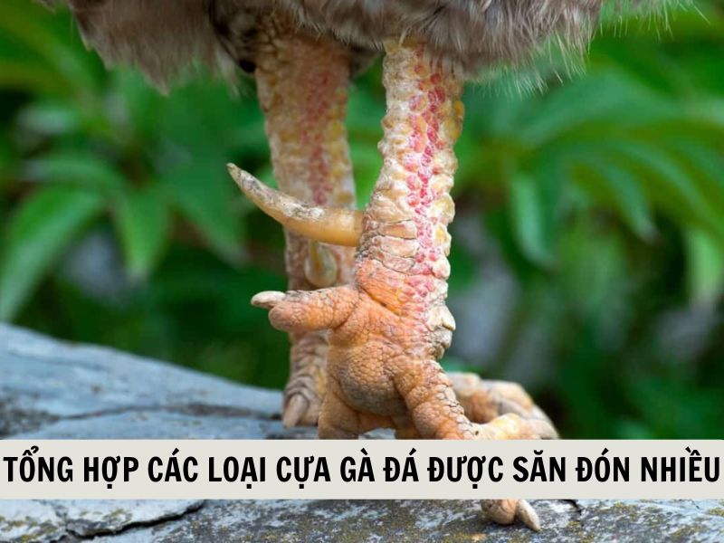 Tổng Hợp Các Loại Cựa Gà Đá Được Săn Đón Nhiều