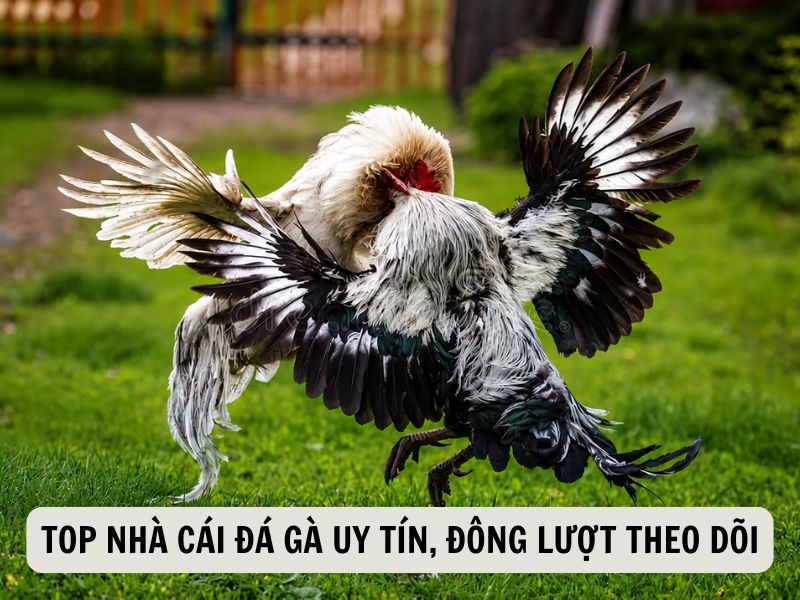 Top Nhà Cái Đá Gà Uy Tín, Đông Lượt Theo Dõi