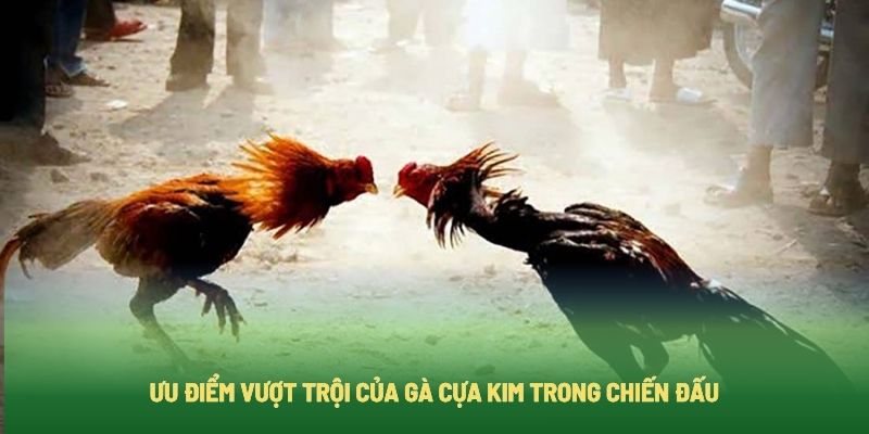 Ưu điểm vượt trội của gà chọi cựa kim