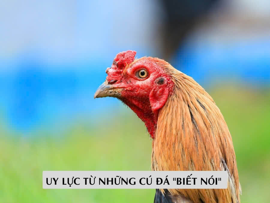 Uy Lực Từ Những Cú Đá "Biết Nói" 