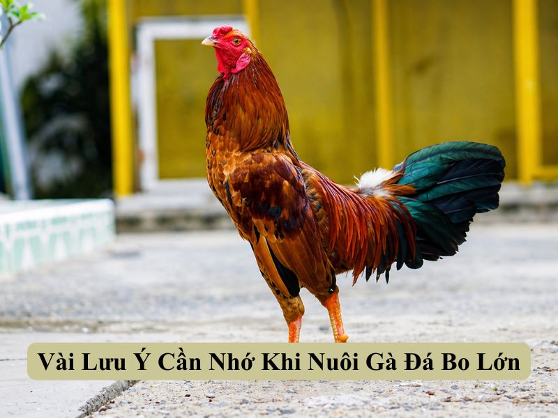 Vài Lưu Ý Cần Nhớ Khi Nuôi Gà Đá Bo Lớn
