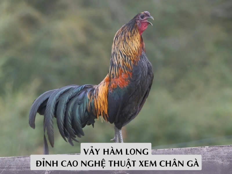 Vảy Hàm Long: Đỉnh Cao Nghệ Thuật Xem Chân Gà