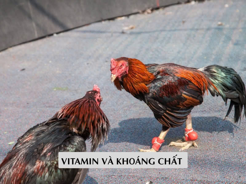Vitamin Và Khoáng Chất Tăng Sức Đề Kháng