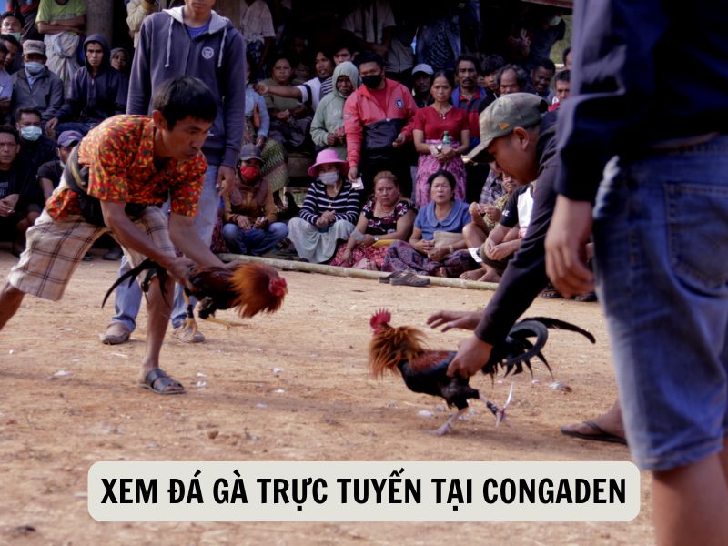Xem Đá Gà Trực Tuyến Tại Congaden